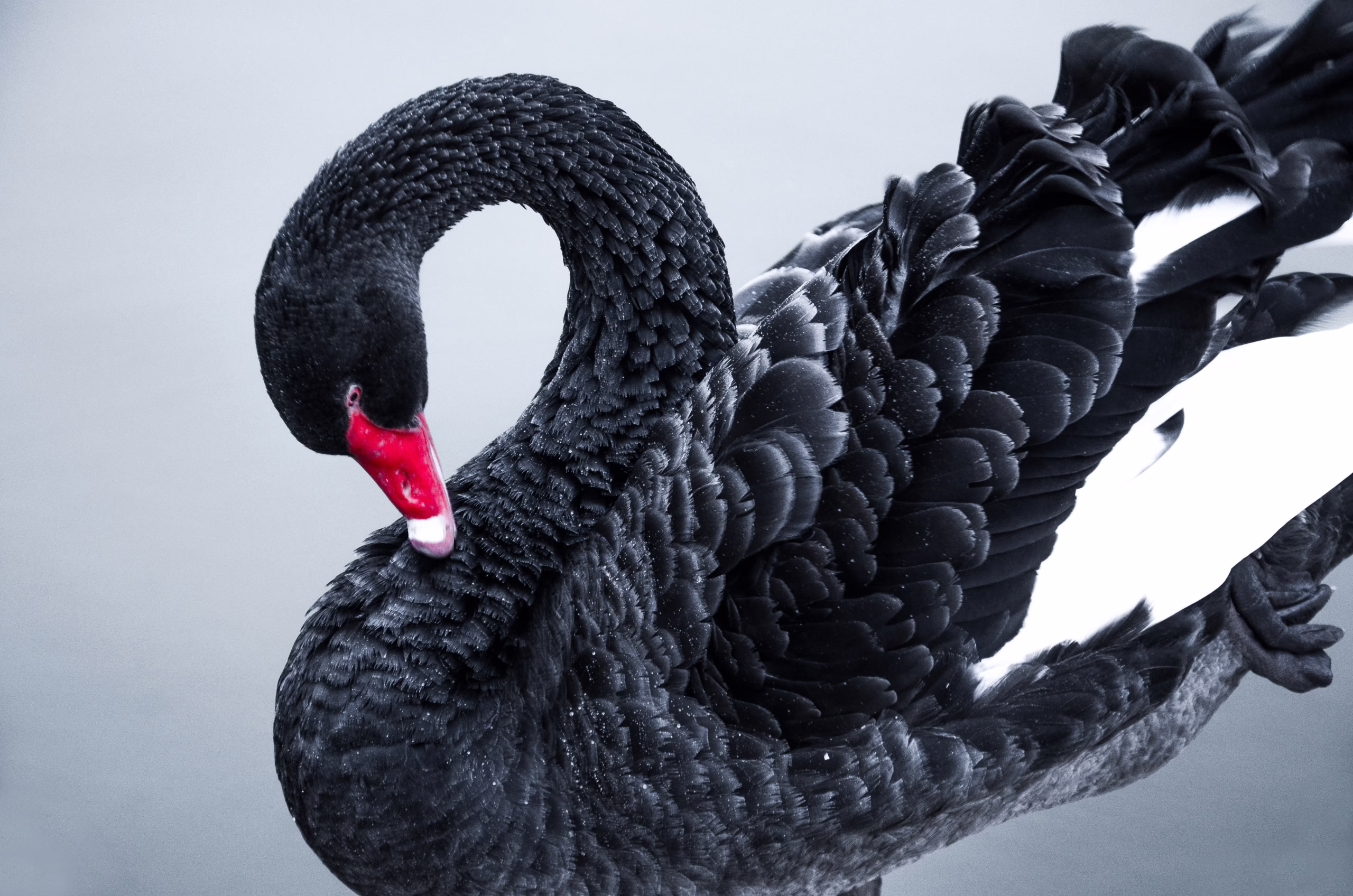 il cigno nero in finanza cosa significa e come difendersi il cigno nero in finanza cosa significa e come difendersi